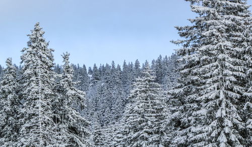 Fir trees covered with snow in the jura mountain by winter, switzerland