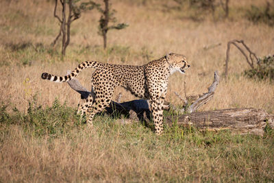 Cheetah on grassy field during sunny day