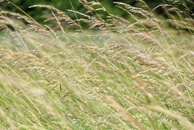 Full frame shot of fresh green field
