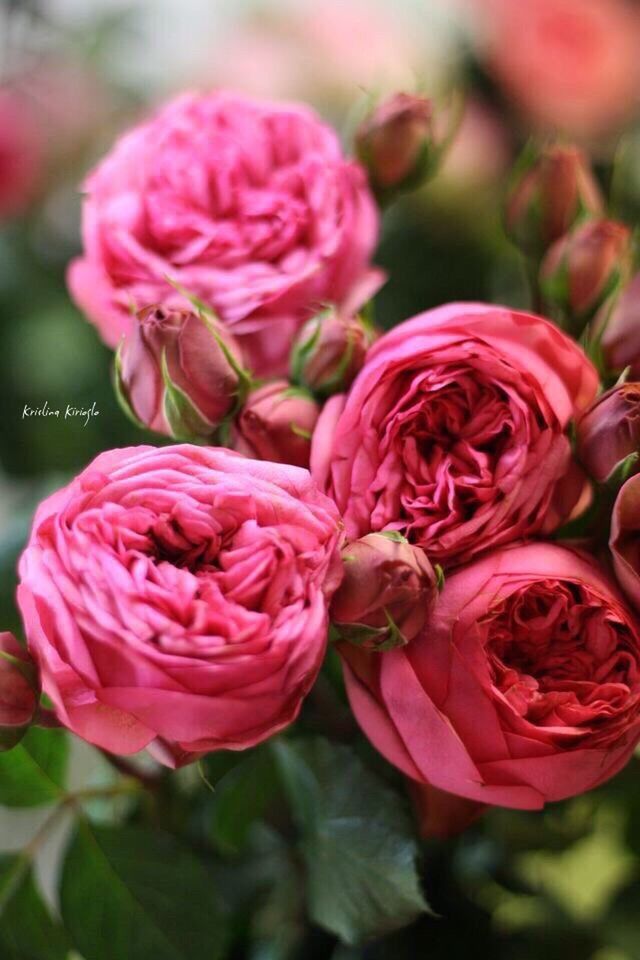 flower, peony, plant, pink color, rose - flower, nature, petal, close-up, beauty in nature, no people, outdoors, flower head, fragility, day, growth, freshness