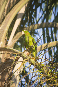 Close-up of bird perching on tree