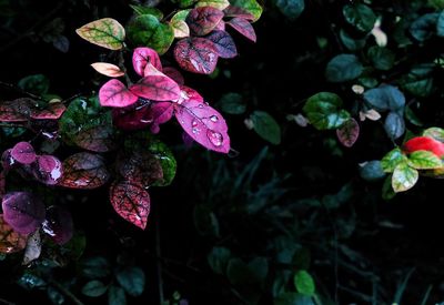High angle view of pink rose flower