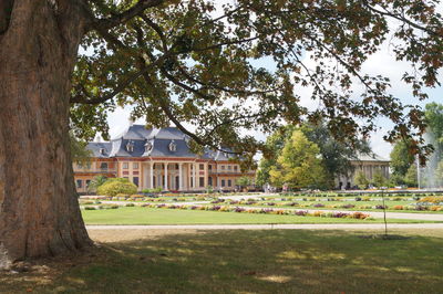 Trees and houses in lawn