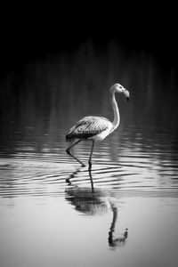 Bird in lake