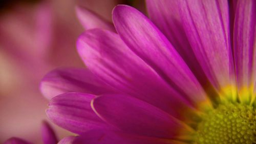 Close-up of pink flowers