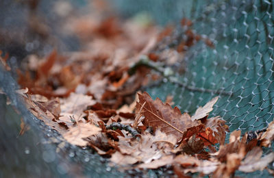 High angle view of autumn leaves on metal