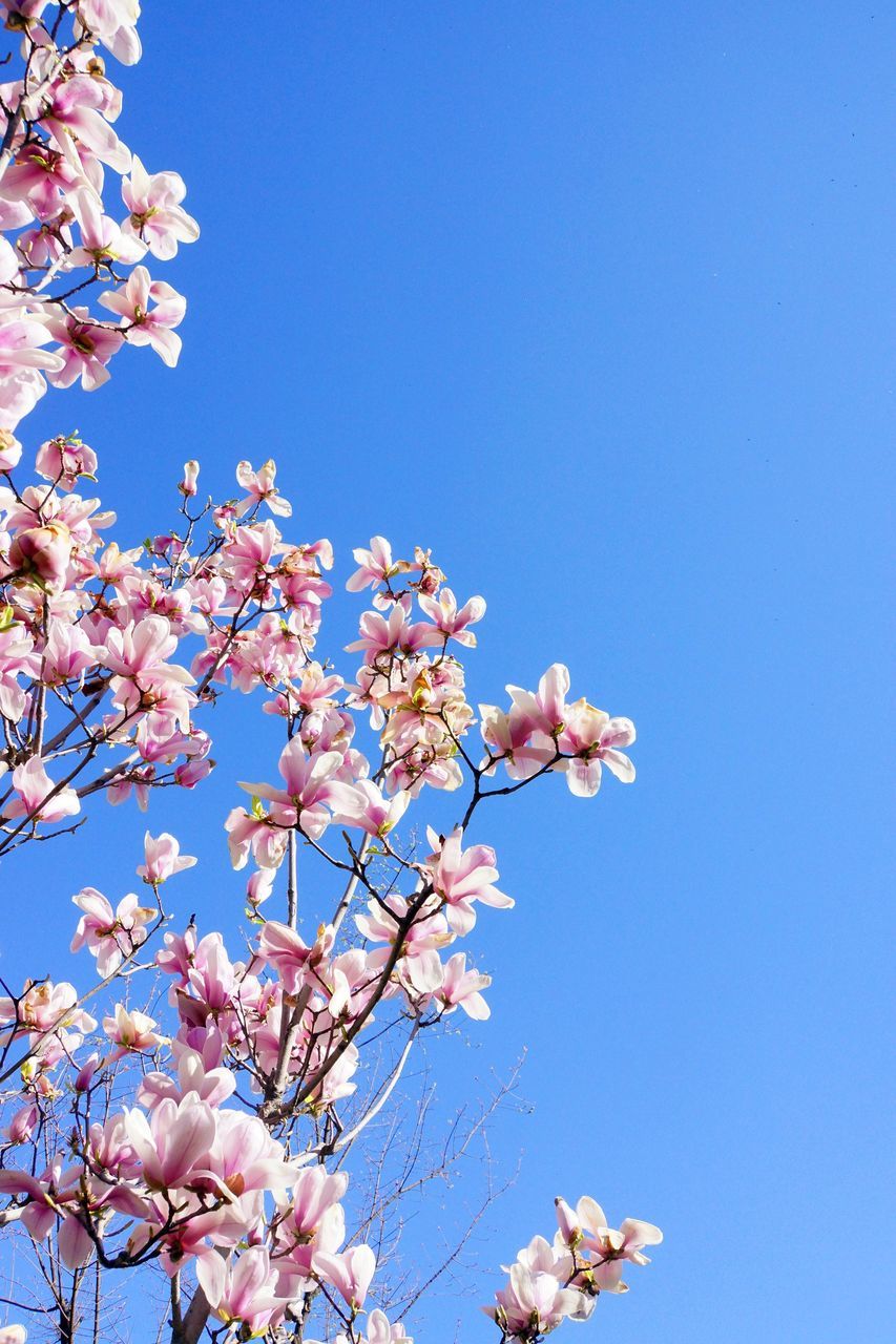 flower, clear sky, low angle view, blue, freshness, fragility, growth, branch, beauty in nature, nature, blossom, tree, petal, copy space, in bloom, blooming, cherry blossom, springtime, cherry tree, sky