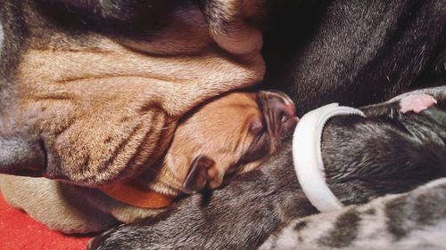 Close-up of dog sleeping