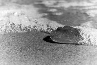Close-up of crab on sand at beach