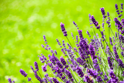 Close-up of purple flowering plants on field