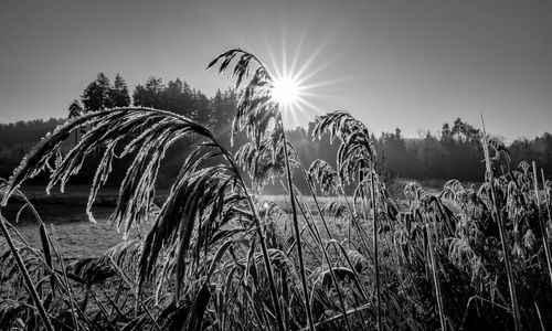 Plants growing on field against sky