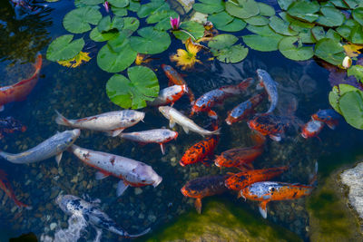 High angle view of koi carps swimming in pond