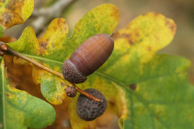 Close-up of snail on leaves