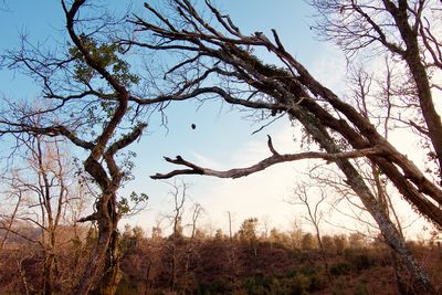 Bare tree against clear sky