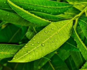 Close-up of raindrops on leaves