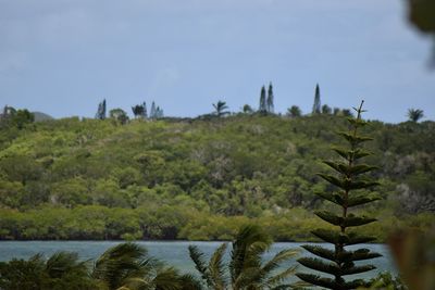 Scenic view of lake by trees against sky