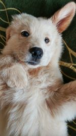 Close-up portrait of puppy