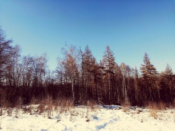 Trees on snow covered field against clear blue sky