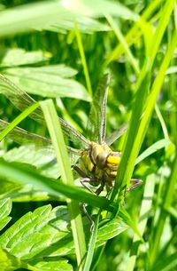 Close-up of insect on plant