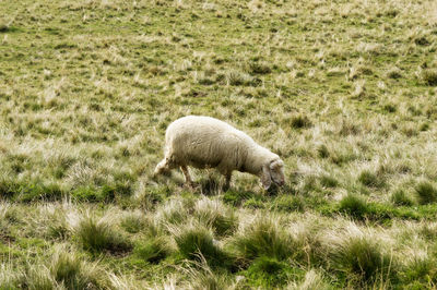 Sheep grazing in a field