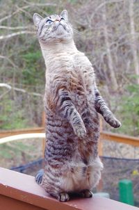 Close-up of cat sitting outdoors