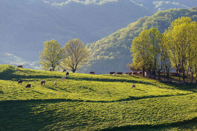 Scenic view of tree on field against mountain