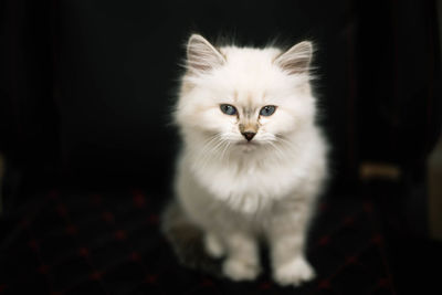 Close-up portrait of white cat