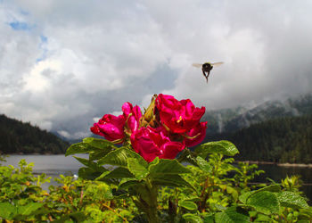 Close-up of bee flying against sky