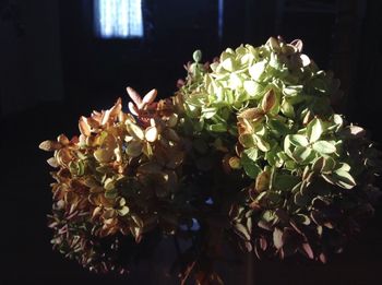 Close-up of flowers