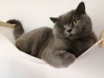 Close-up portrait of a cat