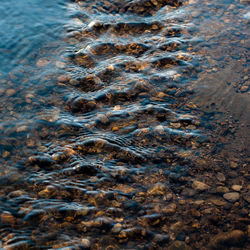 High angle view of crocodile in sea