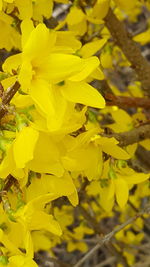 Close-up of yellow flowers