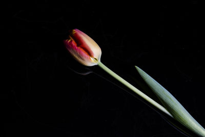 Close-up of tulip flower against black background