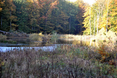 Reflection of trees in lake