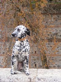 View of a dog looking away