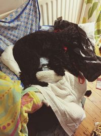 High angle view of dog relaxing on bed at home