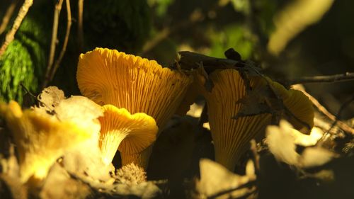 Close-up of yellow flowers