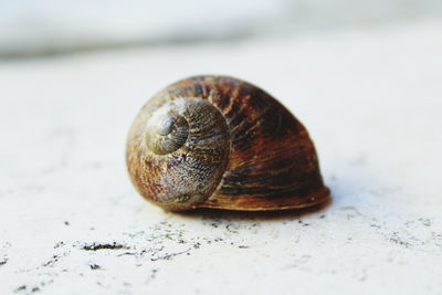 Close-up of snail