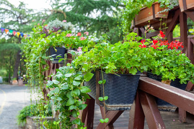 Potted plants on wooden wall