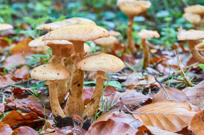 Close-up of mushrooms growing on land