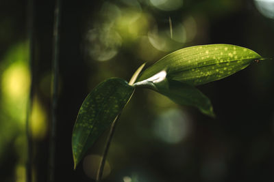 Close-up of raindrops on plant