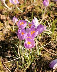 Close-up of purple flower blooming in field