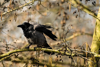 Bird perching on branch