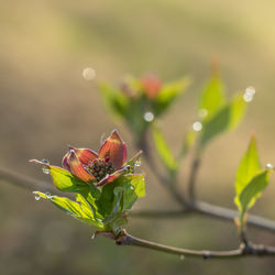 plant