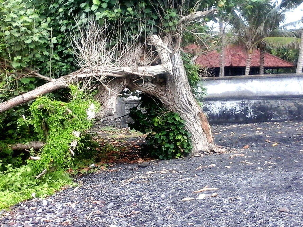 tree, growth, the way forward, forest, plant, nature, green color, branch, tranquility, footpath, water, day, built structure, beauty in nature, outdoors, no people, tranquil scene, walkway, tree trunk, connection