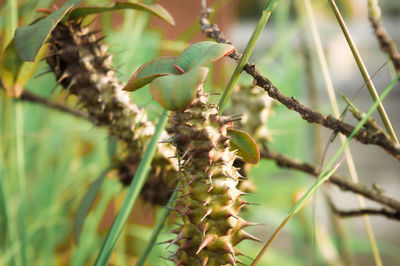 Close-up of thorny plant