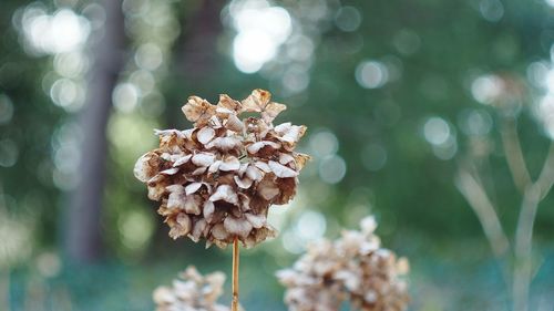 Close-up of plant against blurred background