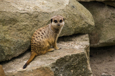 Meerkat on rock at edinburgh zoo