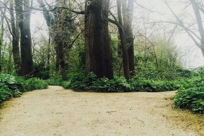 View of trees in forest