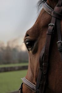 Close-up portrait of a horse